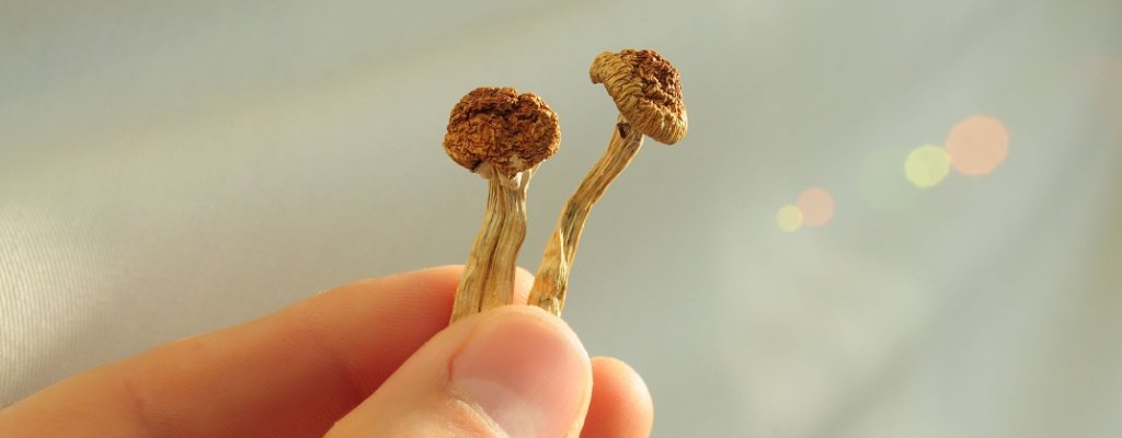 What Are the Benefits of Microdosing Mushrooms?